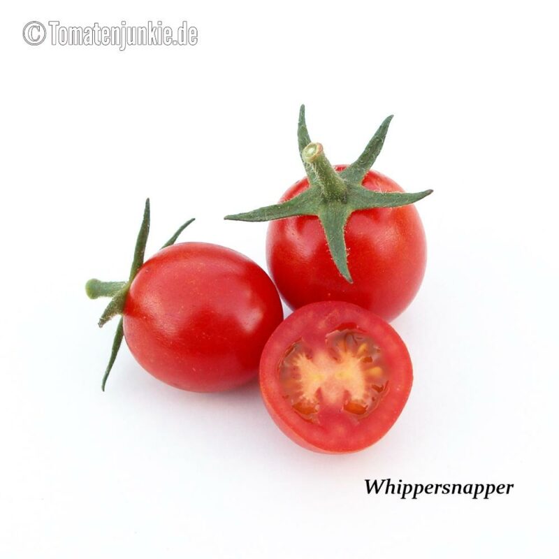 Tomatensorte Whippersnapper