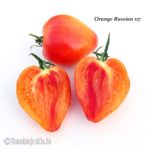 Tomatensorte Orange Russian 117