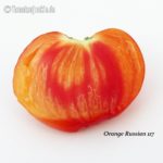 Tomatensorte Orange Russian 117