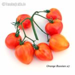 Tomatensorte Orange Russian 117