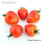 Tomatensorte Orange Russian 117