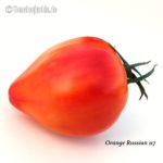 Tomatensorte Orange Russian 117