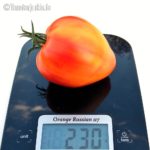 Tomatensorte Orange Russian 117