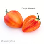 Tomatensorte Orange Russian