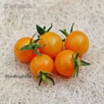 Tomatensorte Blondköpfchen