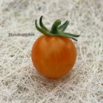 Tomatensorte Blondköpfchen Cherry