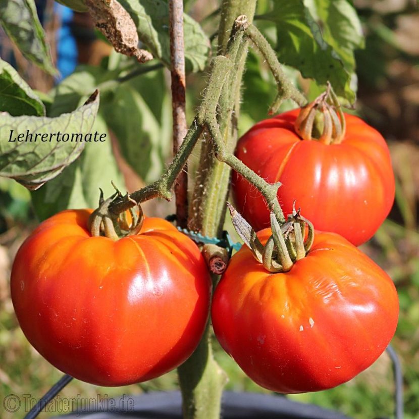 Tomatensorte Lehrertomate