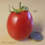 Tomatensorte Salus