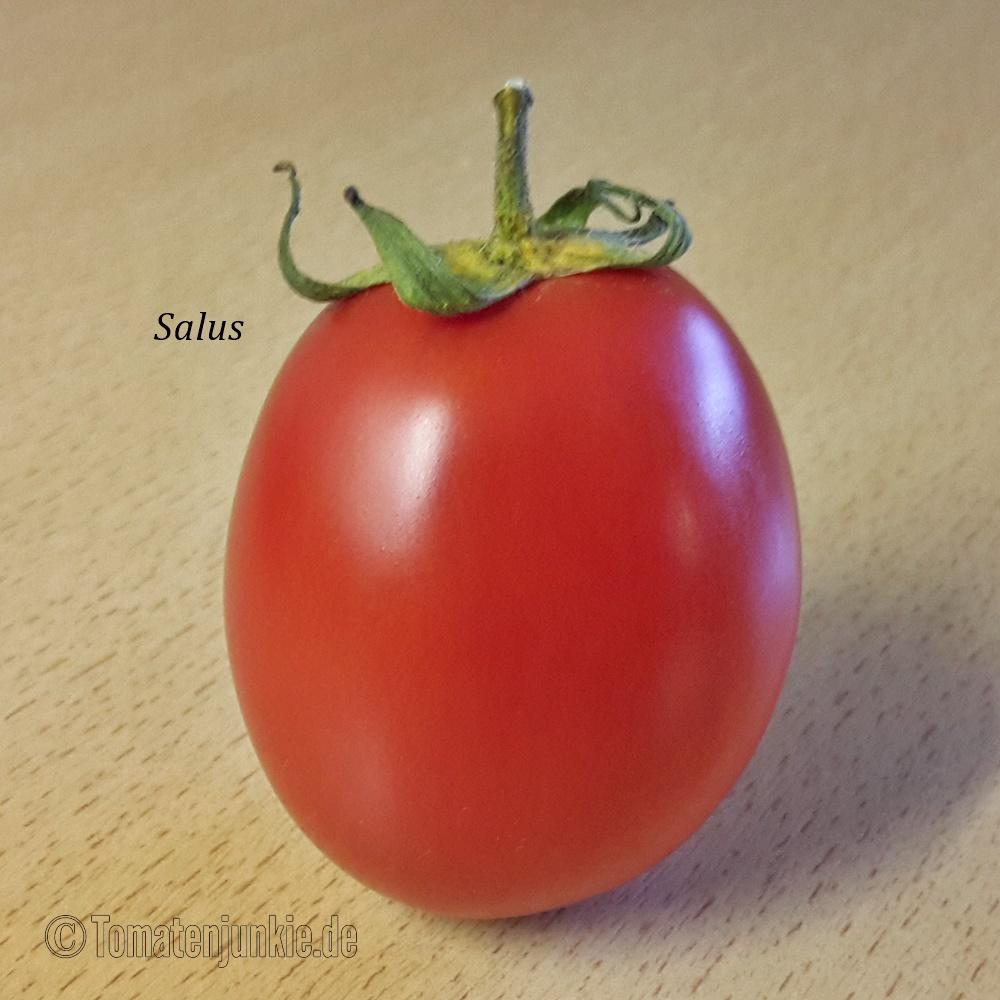 Tomatensorte Salus