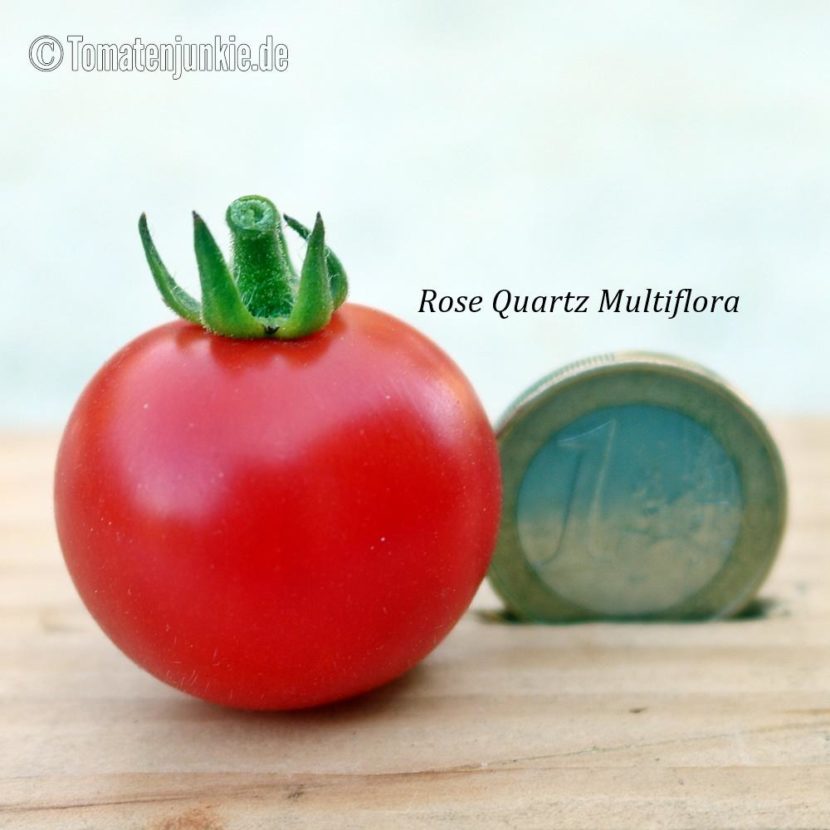 Tomatensorte Rose Quartz Multiflora