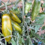 Tomatensorte Green Sausage