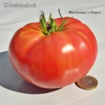 Tomatensorte Mariannas Peace