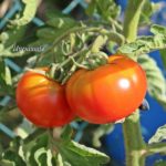 Tomatensorte Marmande
