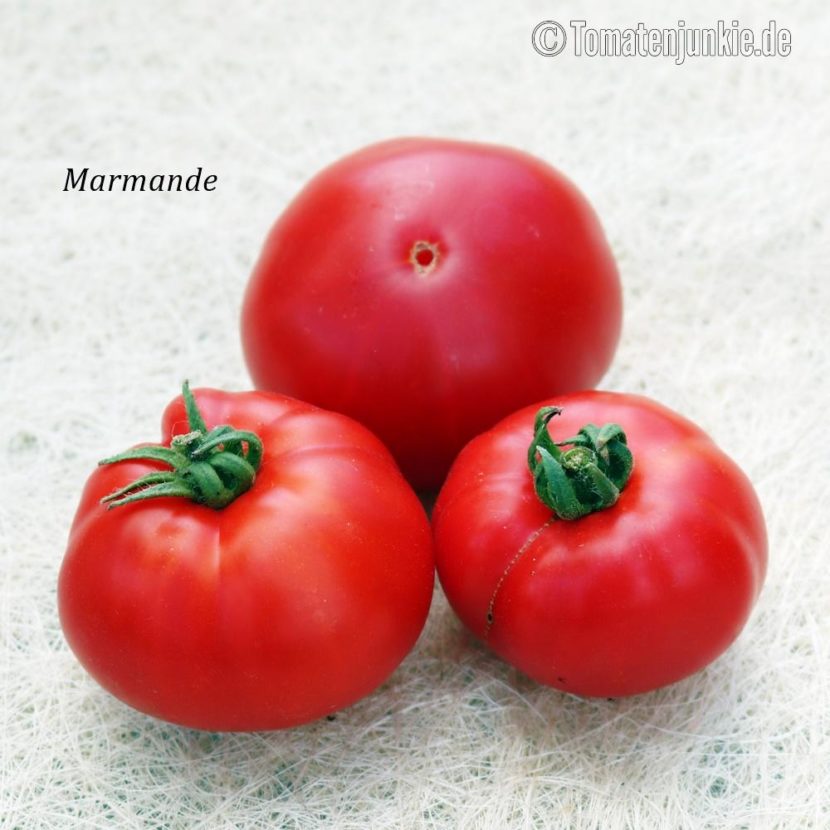 Tomatensorte Marmande
