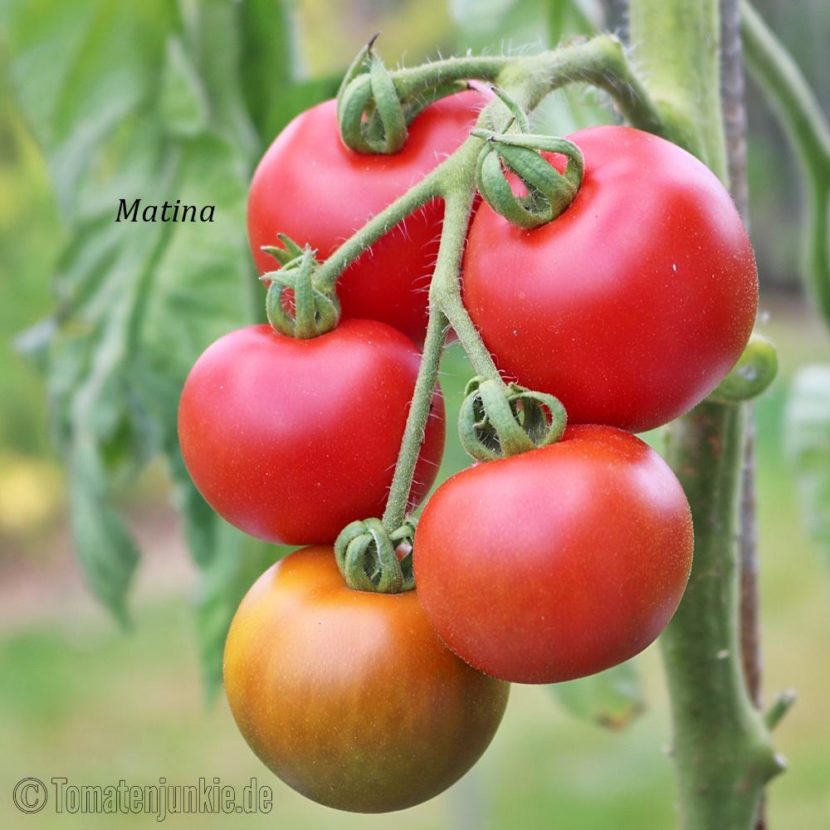 Tomatensorte Matina