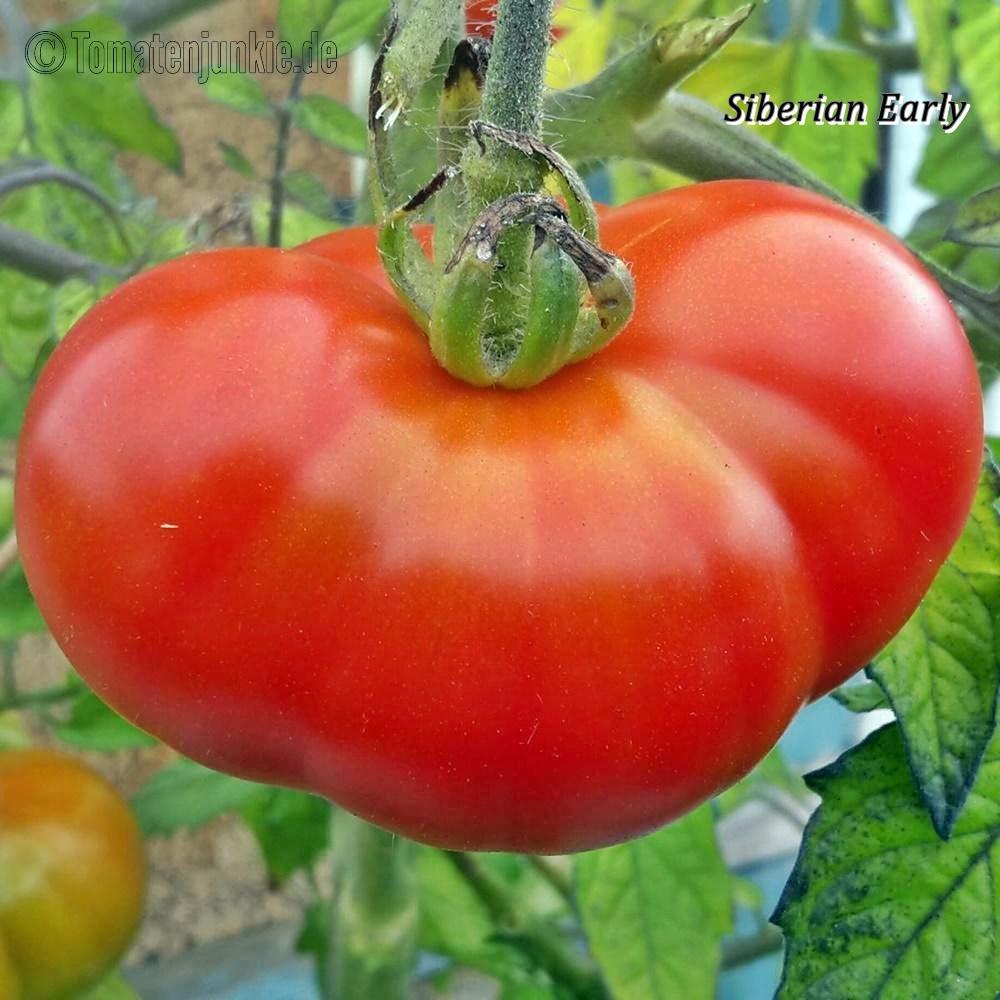 Siberian Tomate 10 frische Tomaten russische frühe Tomaten kältetolerant 