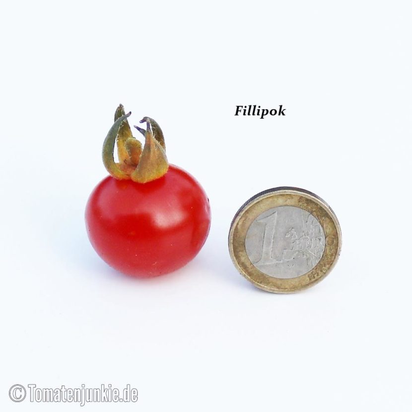 Tomatensorte Filippok