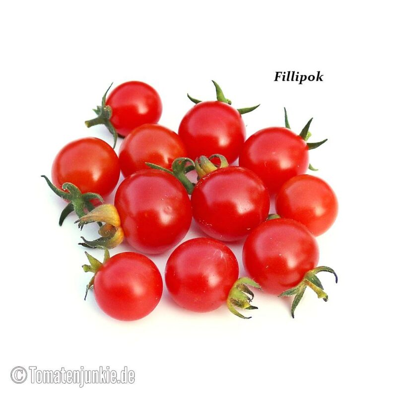 Tomatensorte Filippok