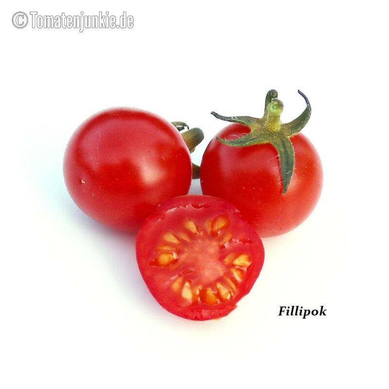 Tomatensorte Filippok