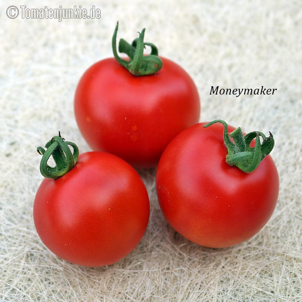 Tomatensorte Moneymaker