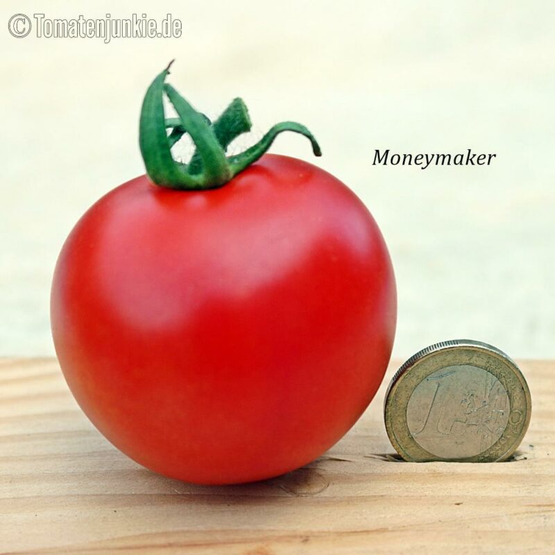 Tomatensorte Moneymaker