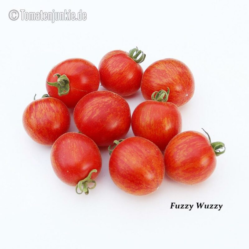 Tomatensorte Fuzzy Wuzzy