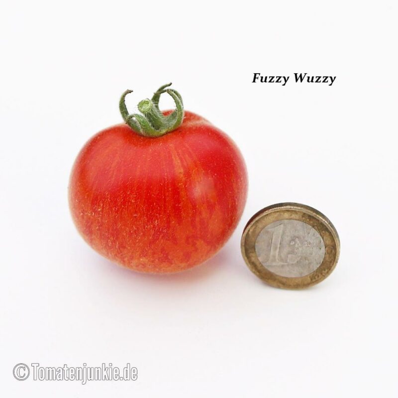 Tomatensorte Fuzzy Wuzzy
