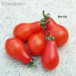 Tomaten ranke - Vertrauen Sie dem Liebling der Tester