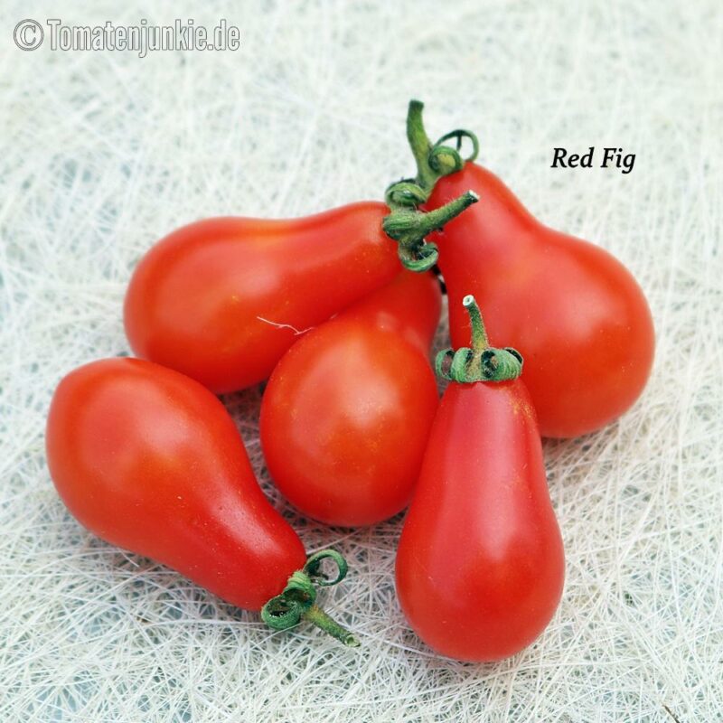 Tomatensorte Red Fig