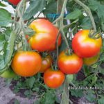 Tomatensorte Rheinlands Ruhm