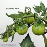 Tomatensorte Rheinlands Ruhm