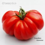 Tomatensorte Costoluto Genovese