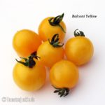 Tomatensorte Balconi Yellow