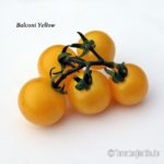 Tomatensorte Balconi Yellow