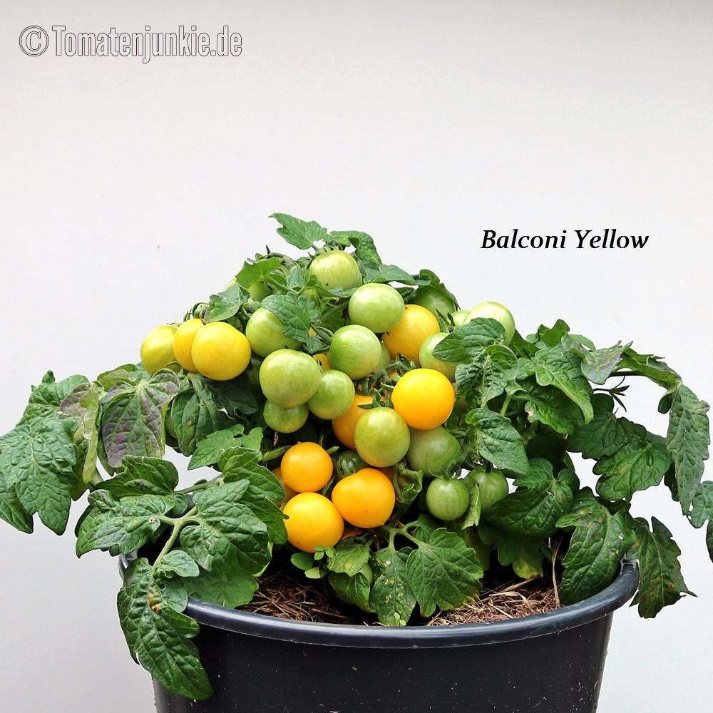 Tomatensorte Balconi Yellow