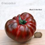 Tomatensorte Black & Red Boar
