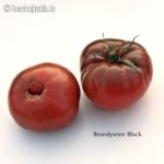 Tomatensorte Brandywine Black