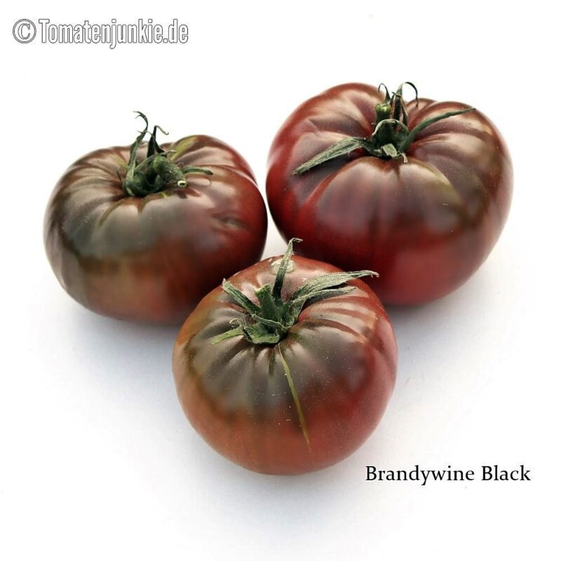 Tomatensorte Brandywine Black