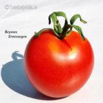 Tomatensorte Beymes Erntesegen