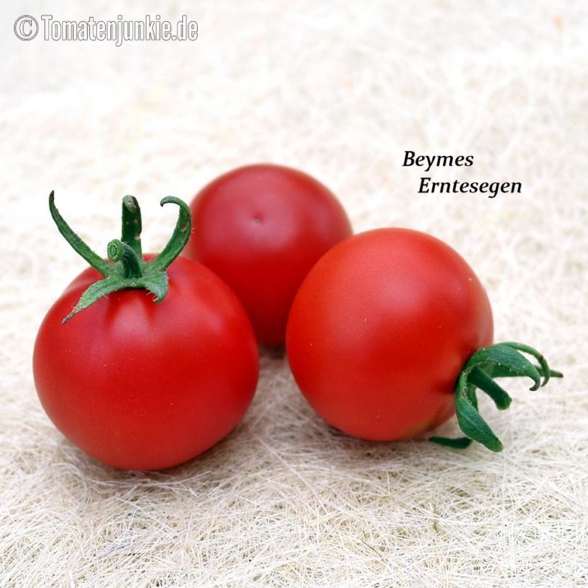 Tomatensorte Beymes Erntesegen