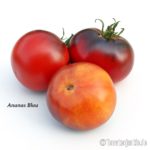 Tomatensorte Ananas Blau