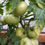 Tomatensorte Ananastomate
