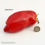 Tomate andenhorn - Die ausgezeichnetesten Tomate andenhorn im Überblick