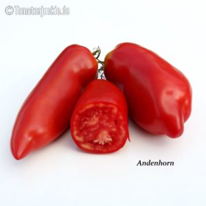 Tomatensorte Andenhorn