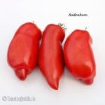 Tomatensorte Andenhorn