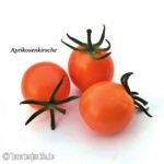 Tomatensorte Aprikosenkirsche