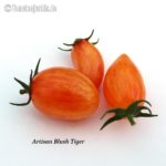 Tomatensorte Artisan Blush Tiger