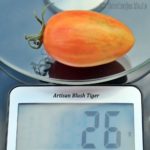 Tomatensorte Artisan Blush Tiger