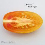 Tomatensorte Artisan Blush Tiger