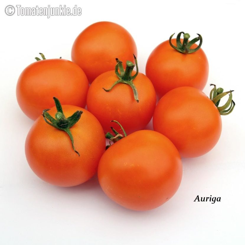 Tomatensorte Auriga